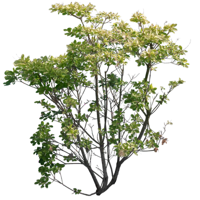 bushes l 008 — Скачать