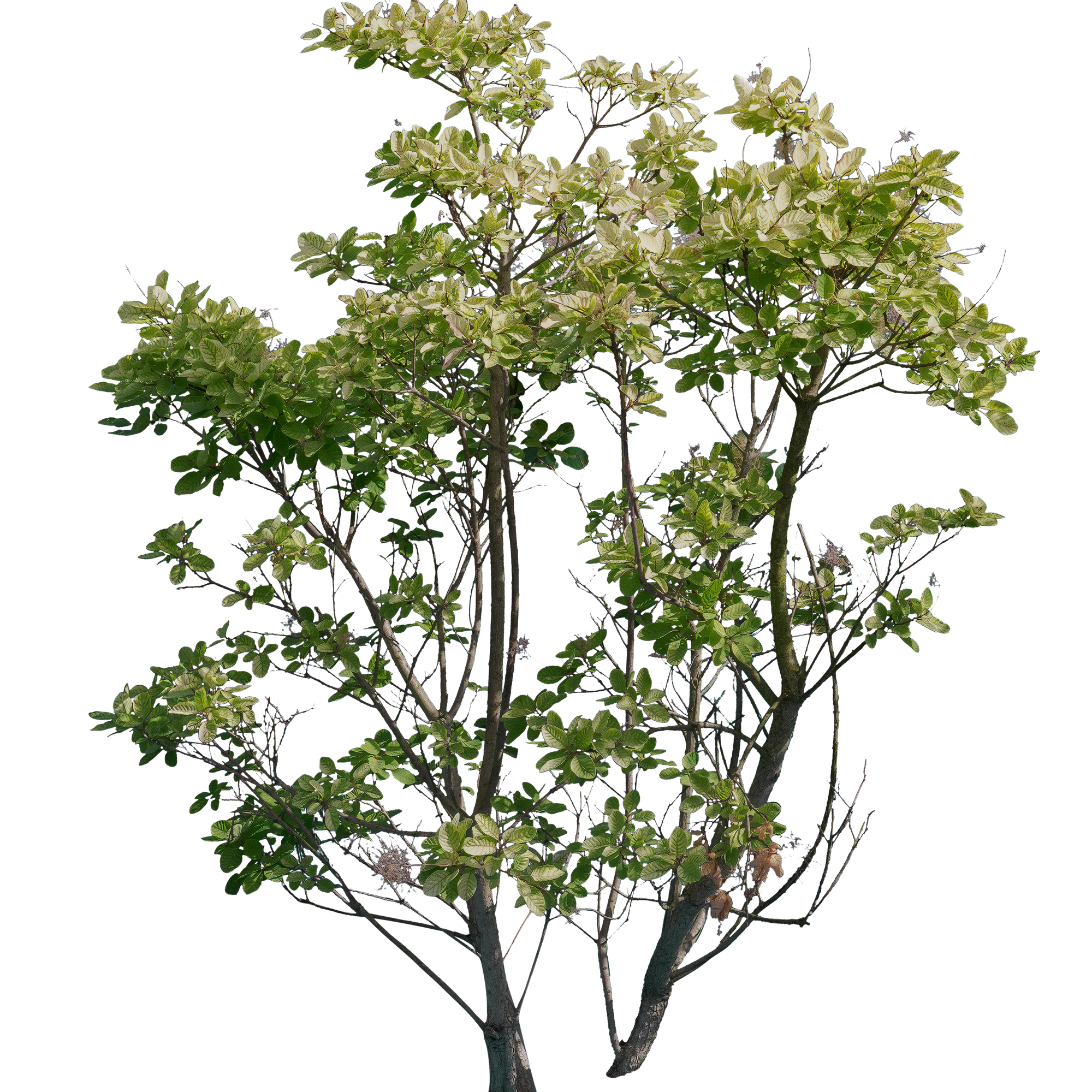 bushes l 009 — Descargar