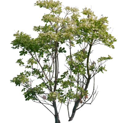 bushes l 009 — Descargar