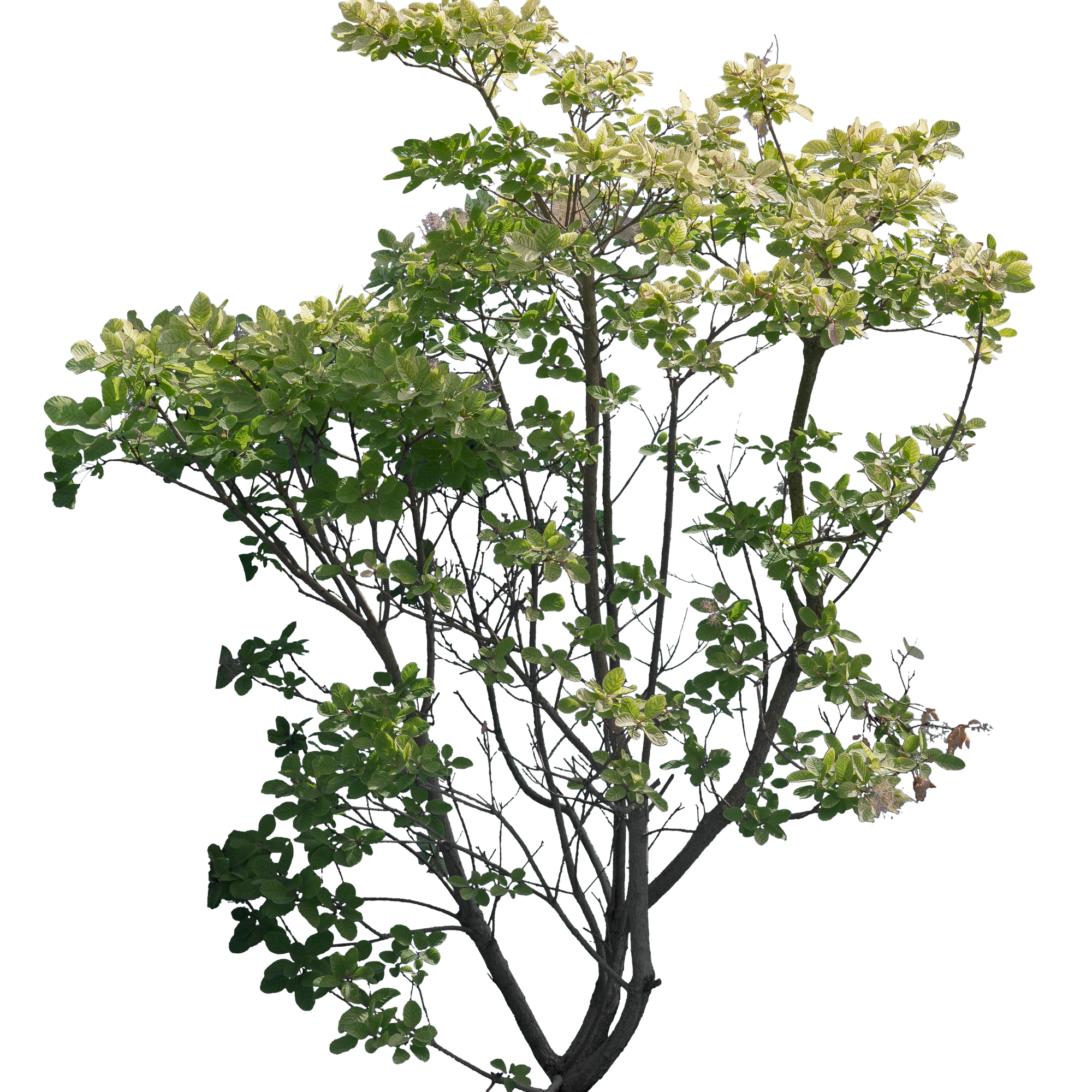 bushes l 010 — Скачать