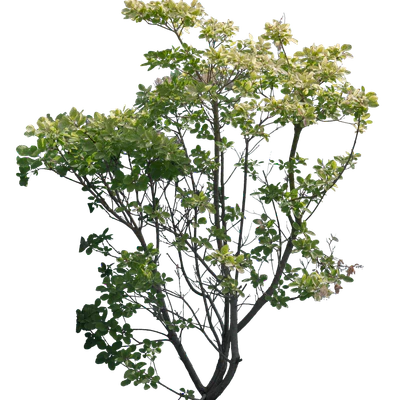 bushes l 010 — Скачать