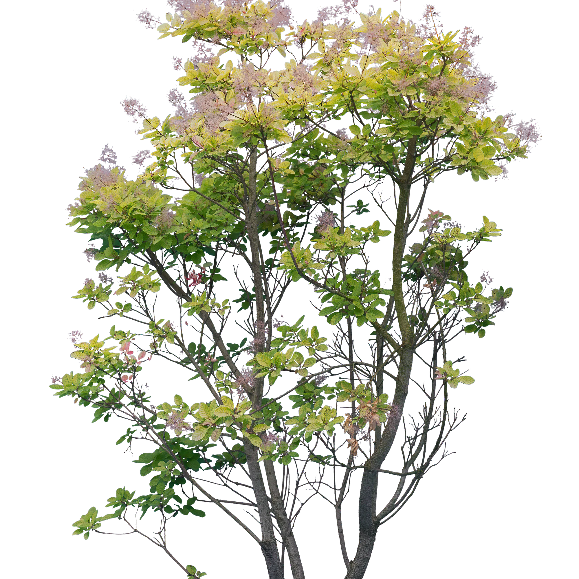 bushes l 012 — Скачать