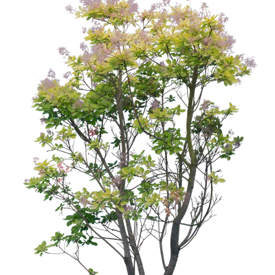 bushes l 012 — Скачать
