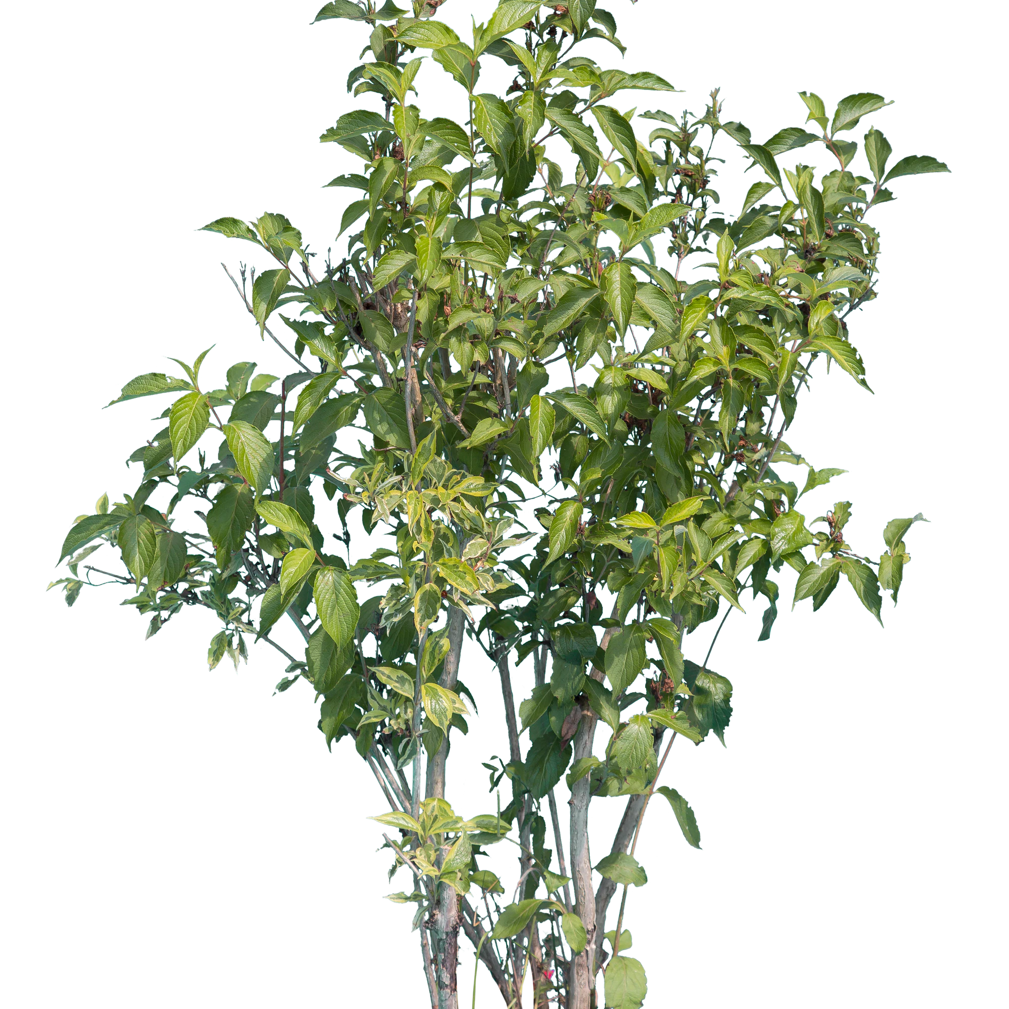 bushes l 013 — Скачать