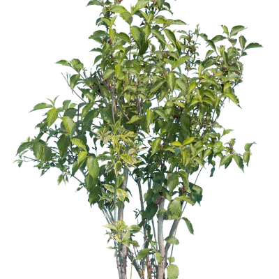 bushes l 013 — Скачать