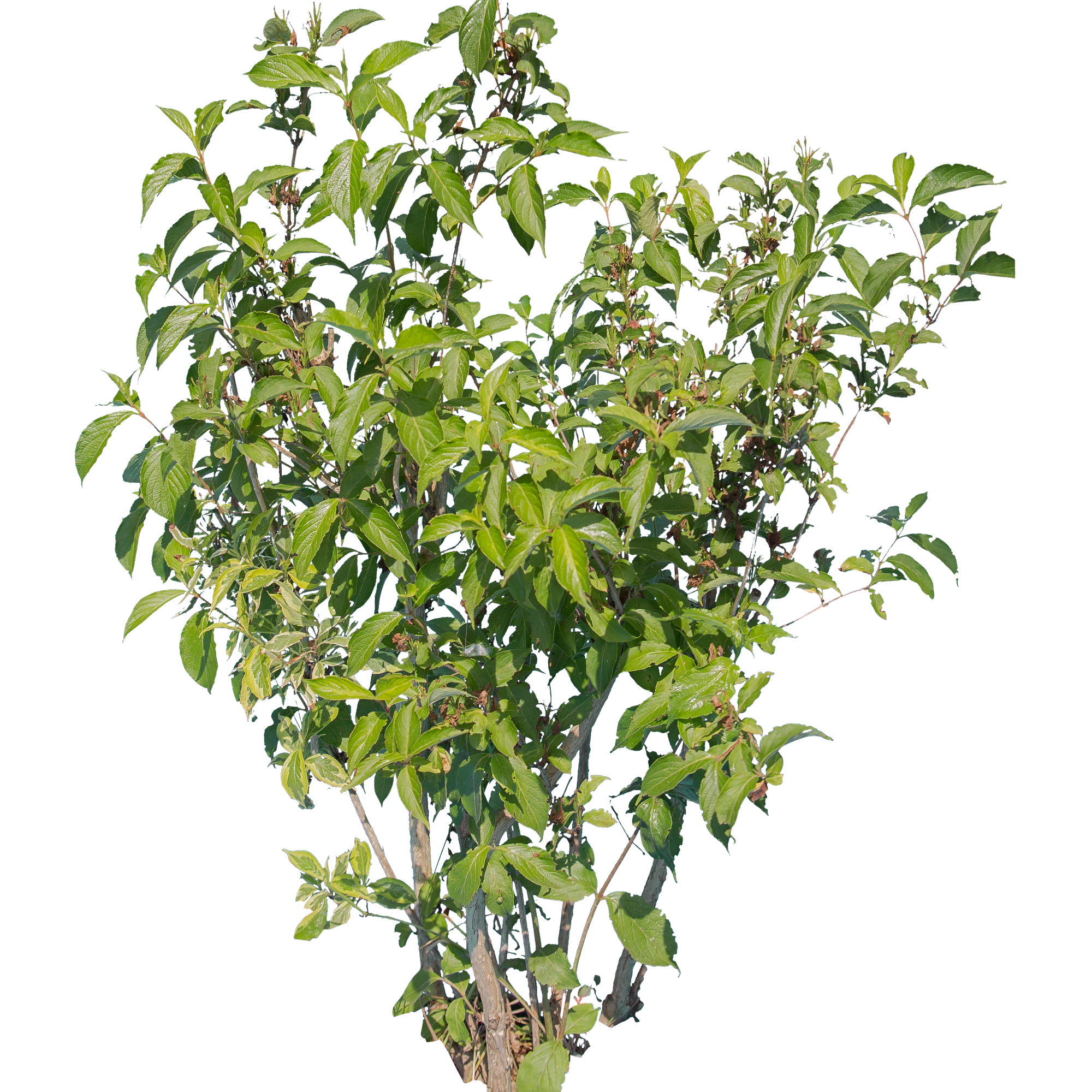 bushes l 014 — Скачать