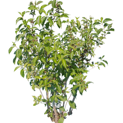 bushes l 014 — Скачать