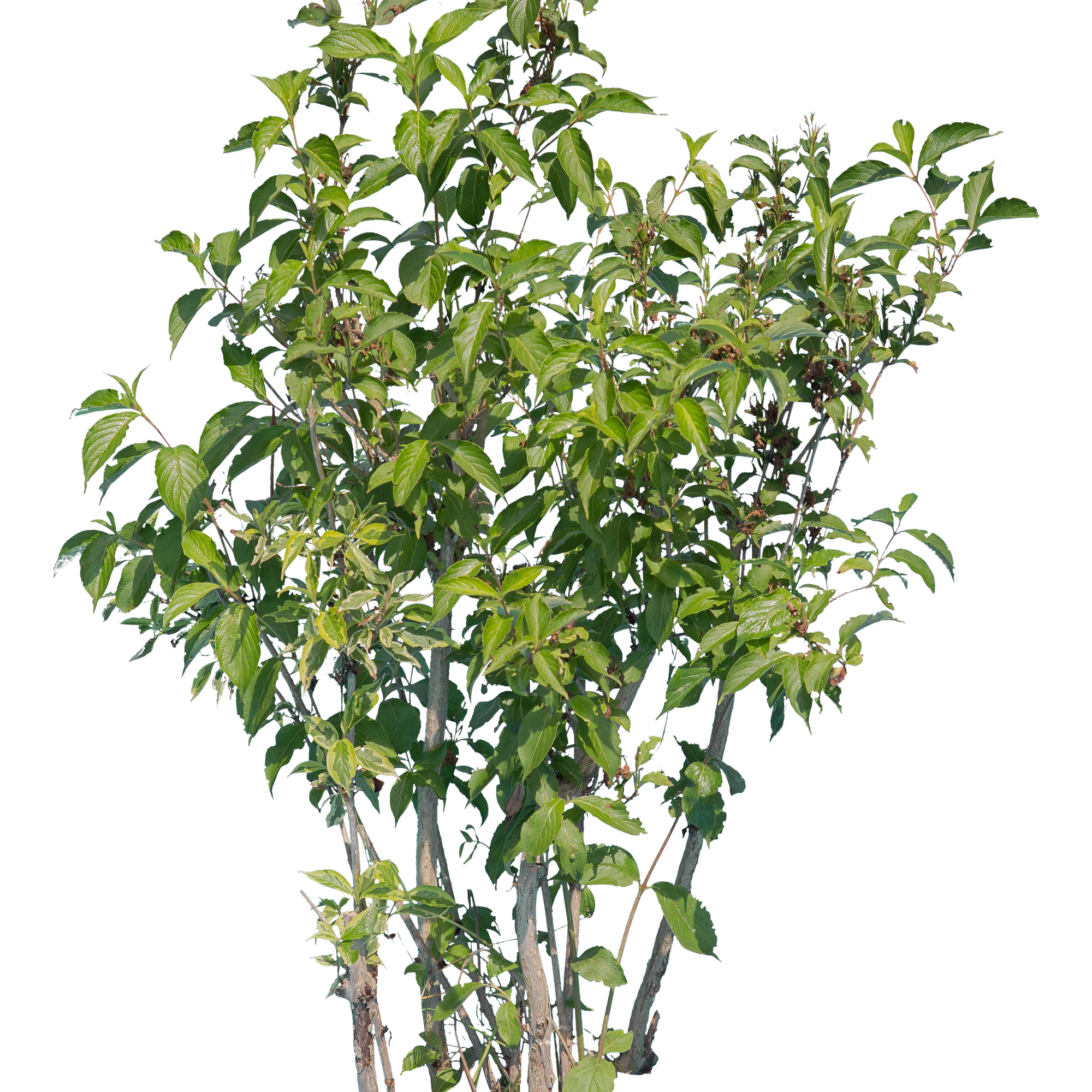 bushes l 015 — Descargar