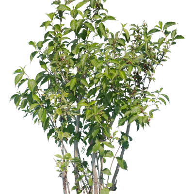 bushes l 015 — Descargar