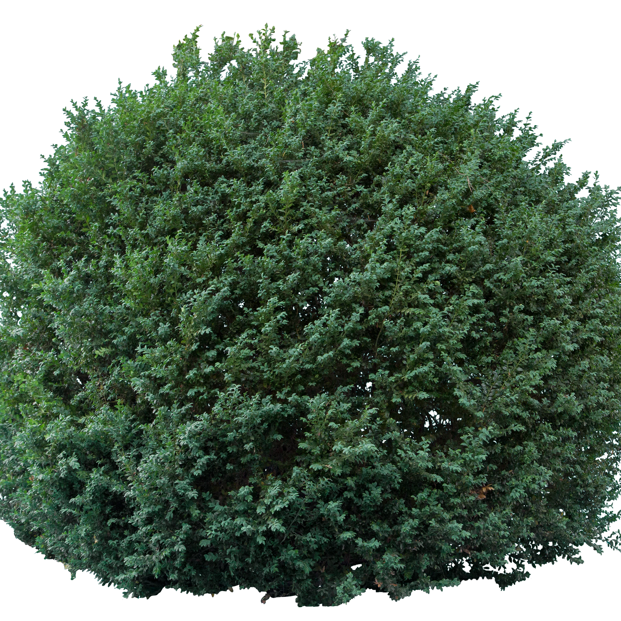 bushes l 016 — Descargar