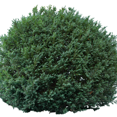 bushes l 016 — Descargar