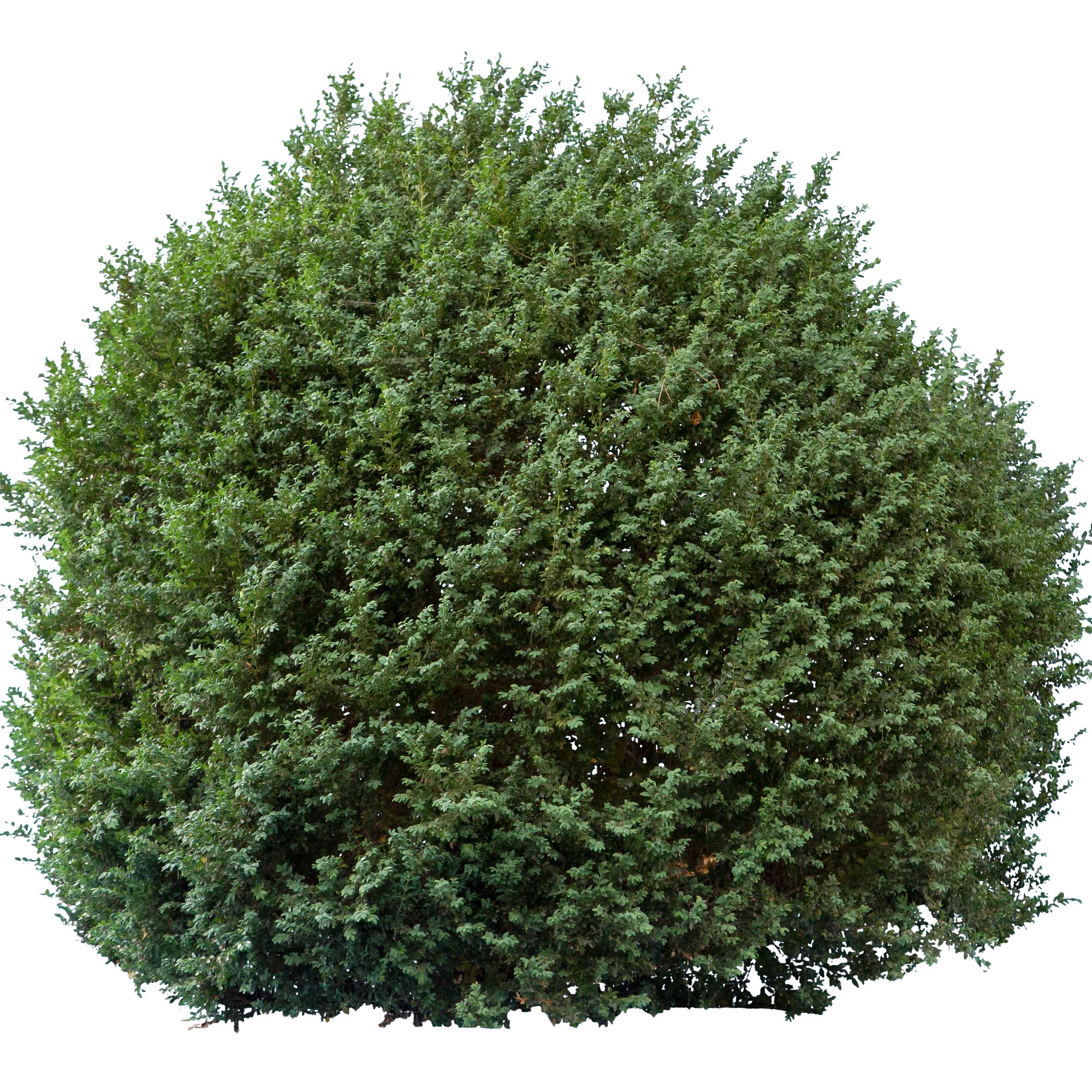 bushes l 017 — Скачать
