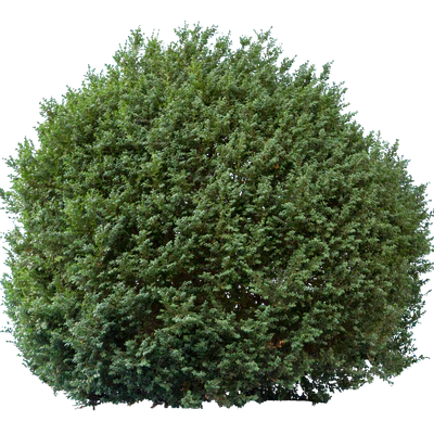 bushes l 017 — Скачать