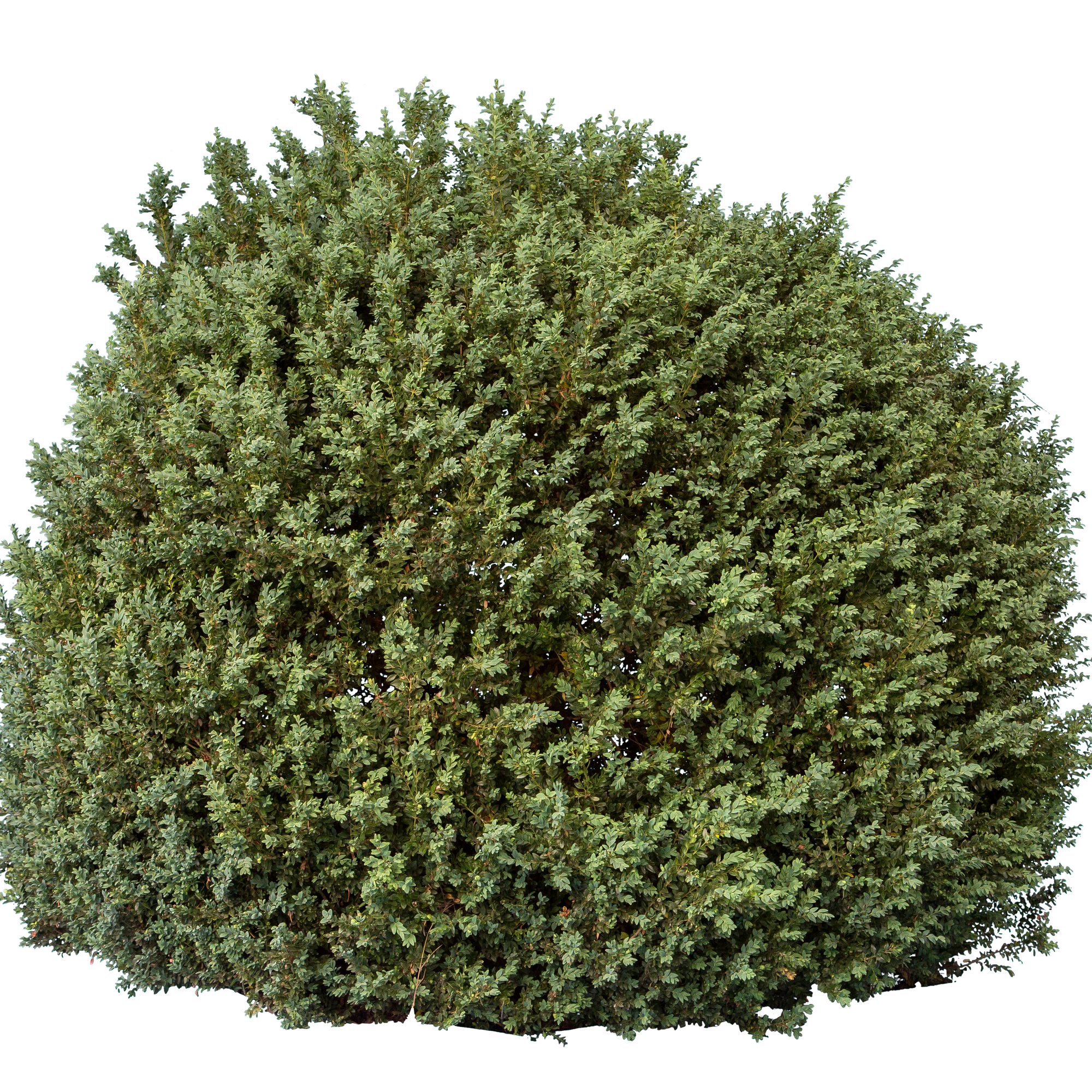 bushes l 018 — Скачать