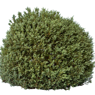 bushes l 018 — Скачать