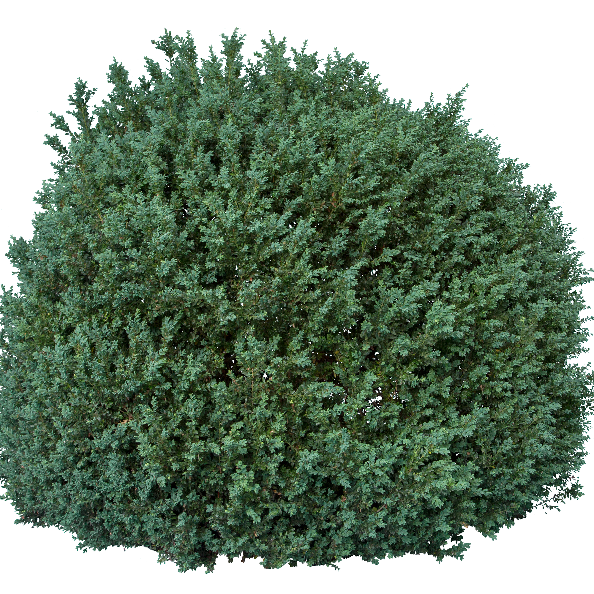 bushes l 019 — Descargar