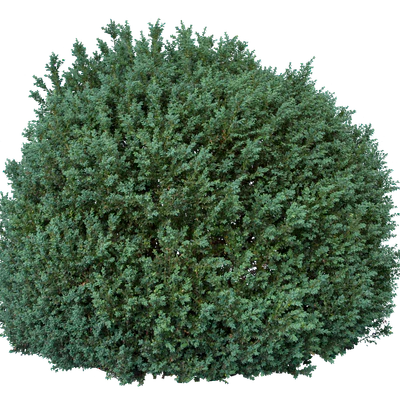 bushes l 019 — Descargar