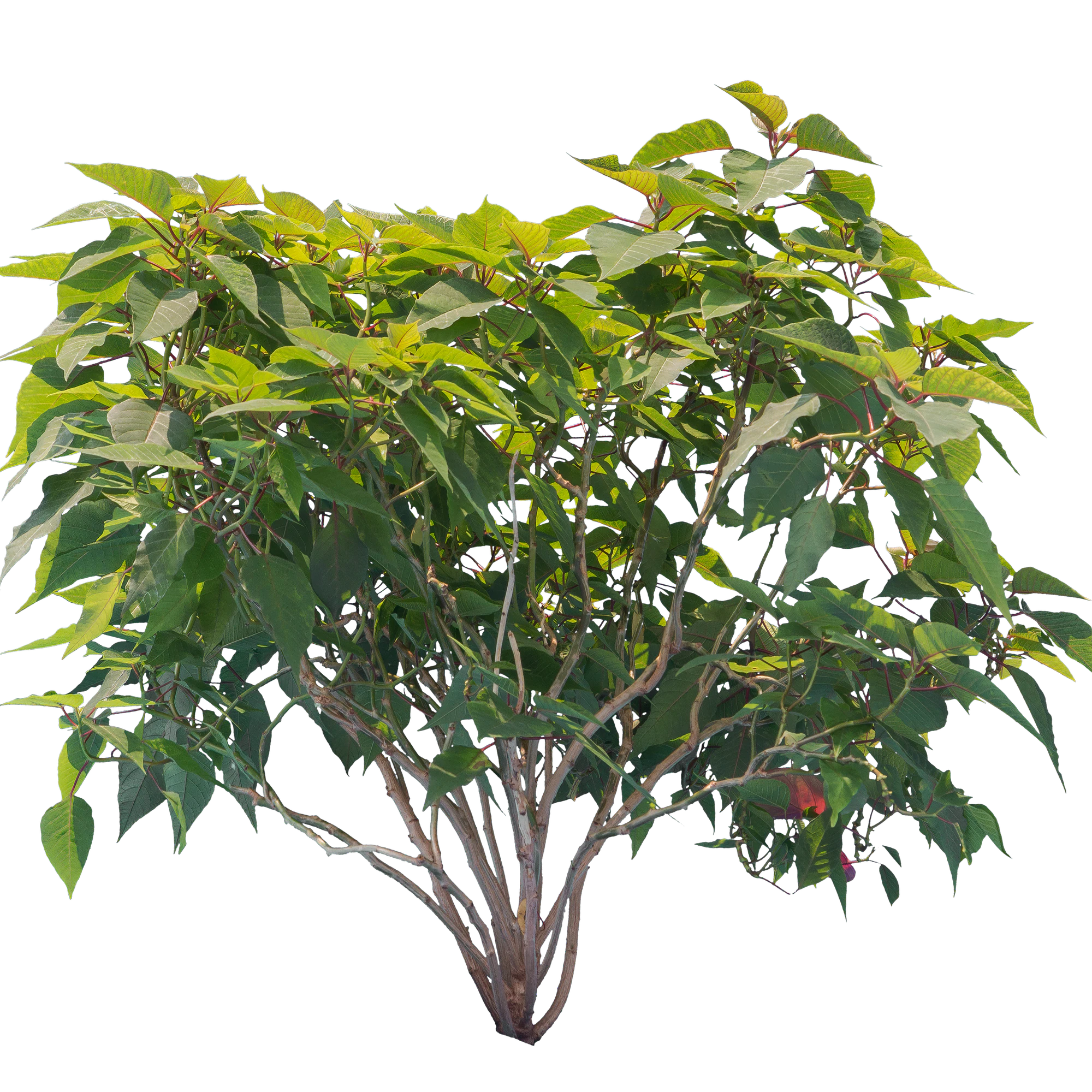 bushes m 001 — Скачать