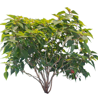 bushes m 001 — Скачать
