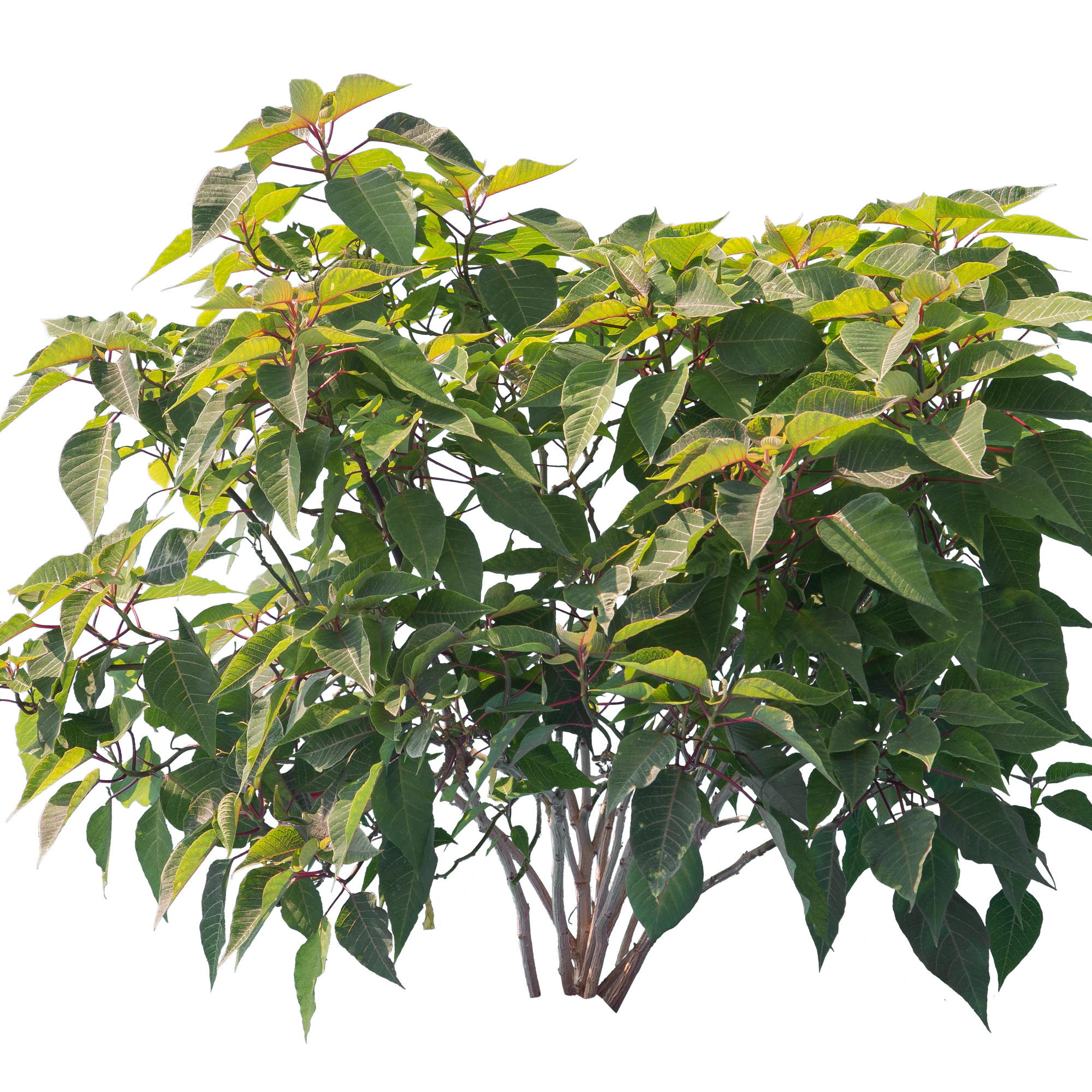 bushes m 004 — Скачать