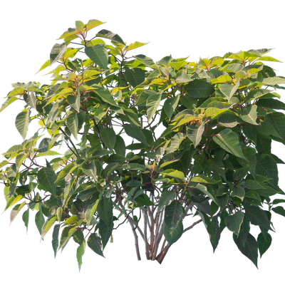 bushes m 004 — Скачать