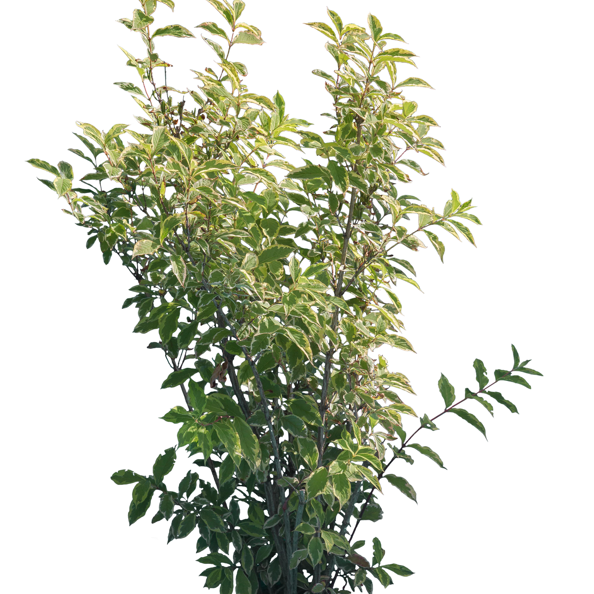 bushes m 006 — Скачать