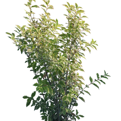 bushes m 006 — Скачать