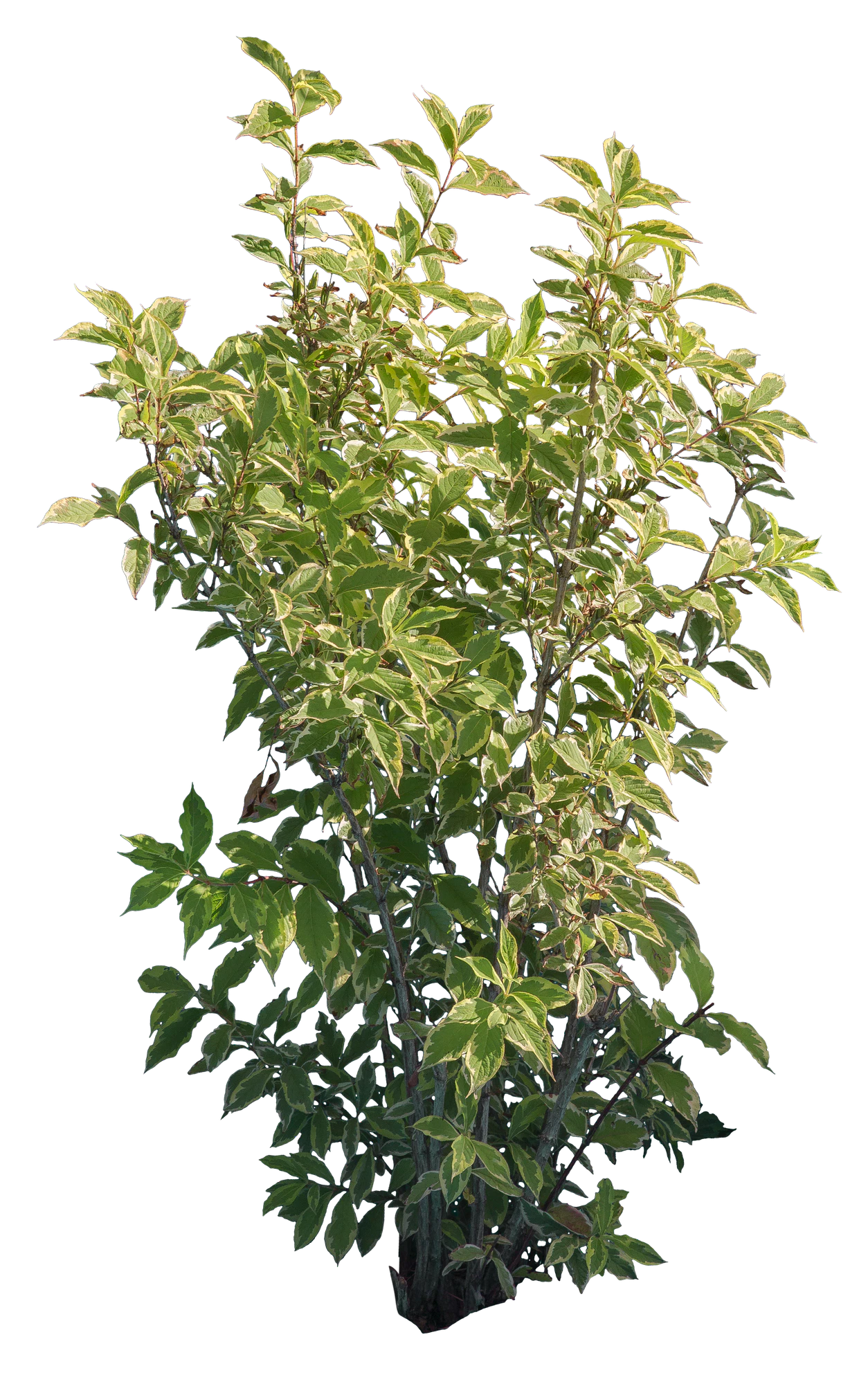 bushes m 007 — Descargar