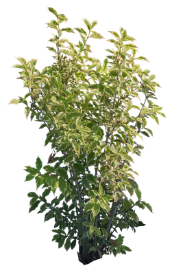 bushes m 007 — Descargar
