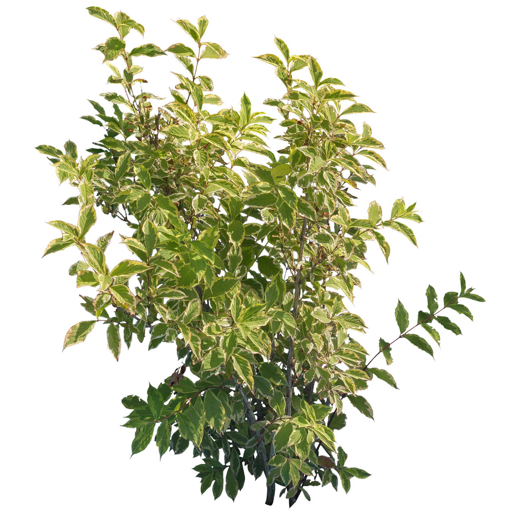 bushes m 008 — Скачать