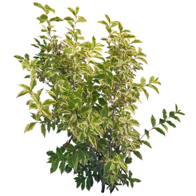 bushes m 008 — Скачать