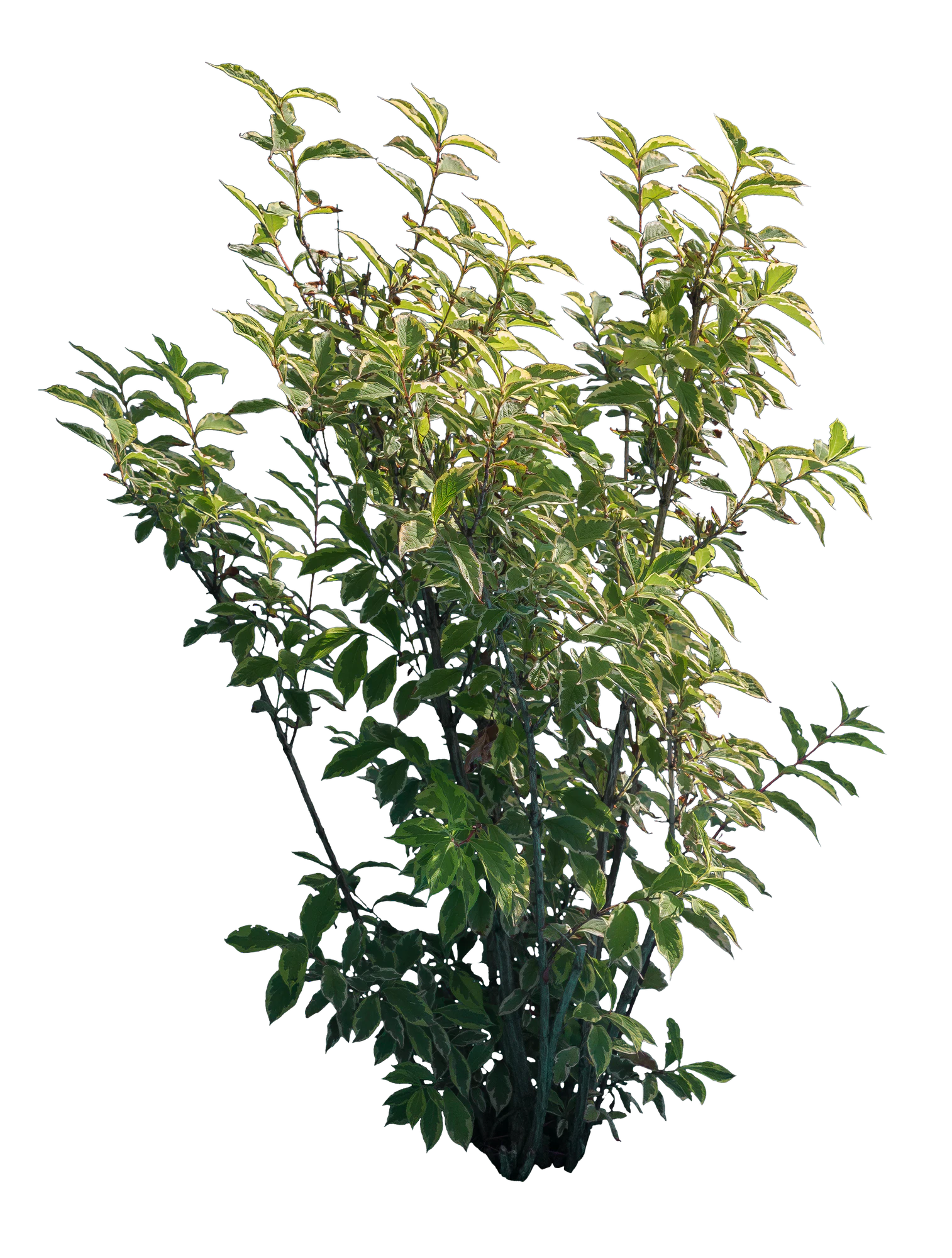 bushes m 009 — Descargar