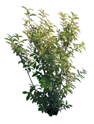 bushes m 009 — Descargar
