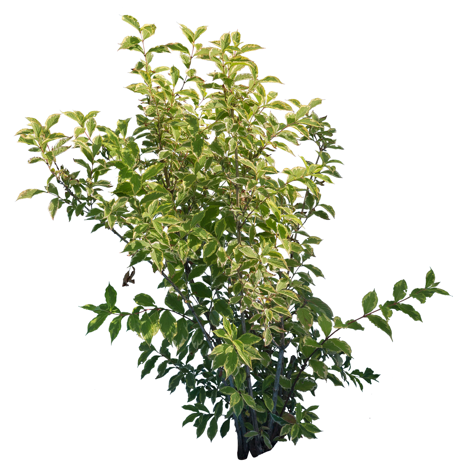 bushes m 010 — Скачать