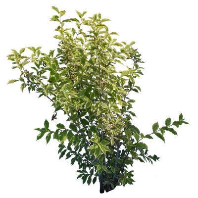 bushes m 010 — Скачать