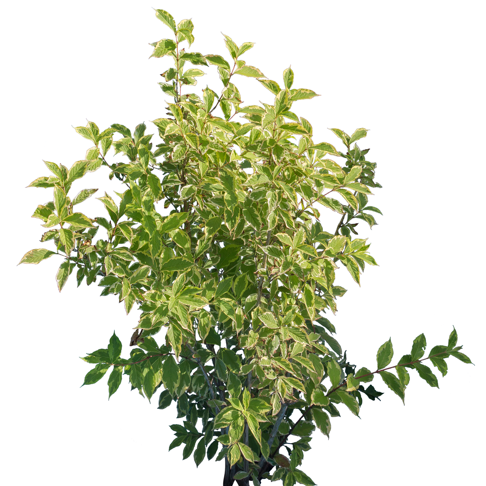 bushes m 011 — Descargar