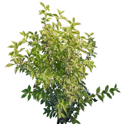 bushes m 011 — Descargar