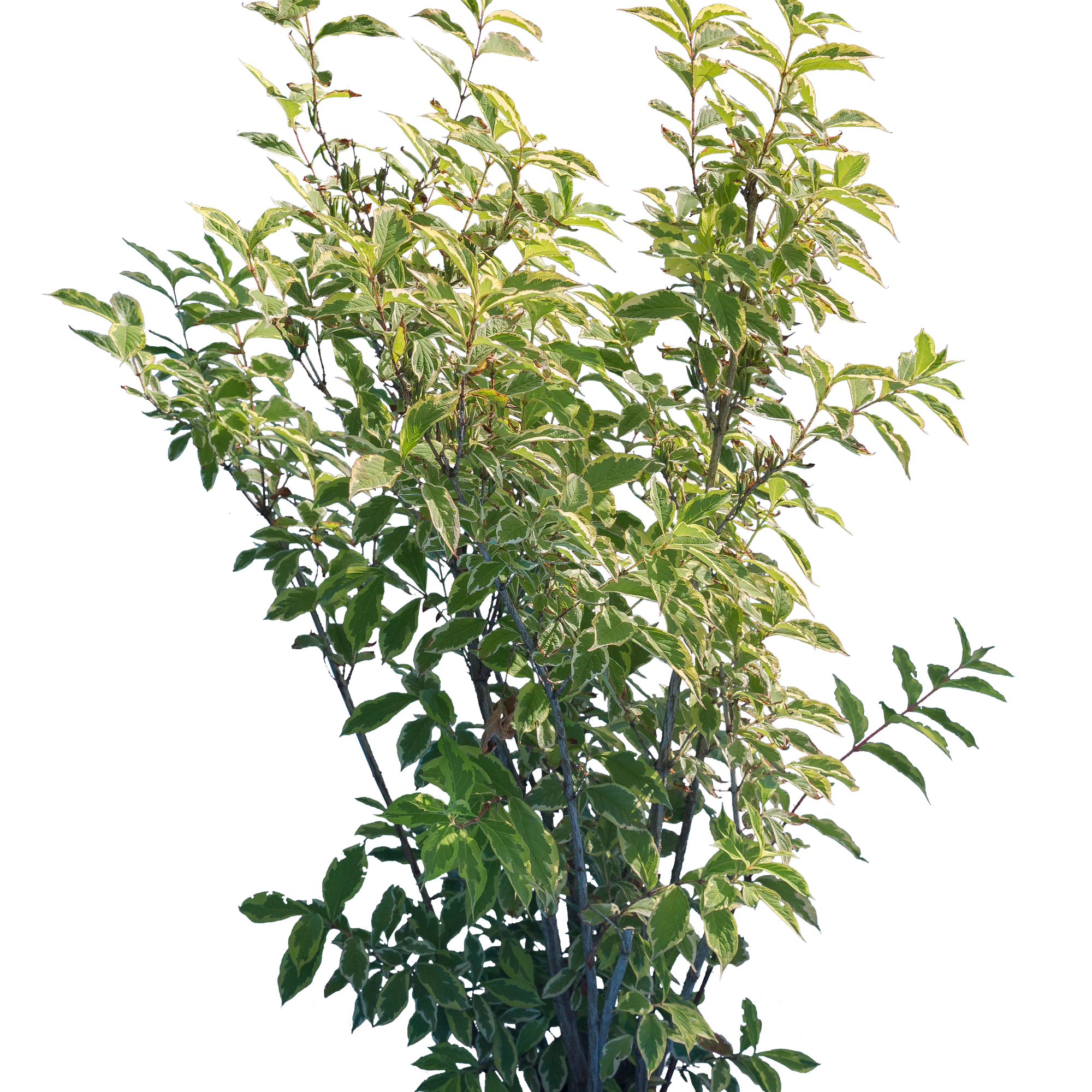 bushes m 012 — Скачать