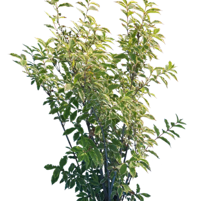 bushes m 012 — Скачать
