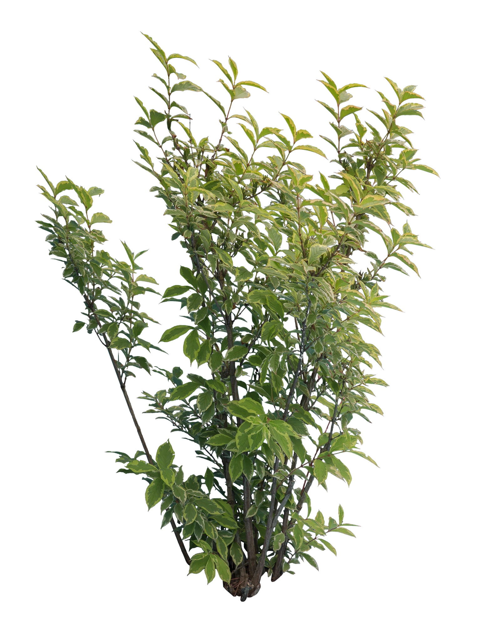 bushes m 013 — Скачать