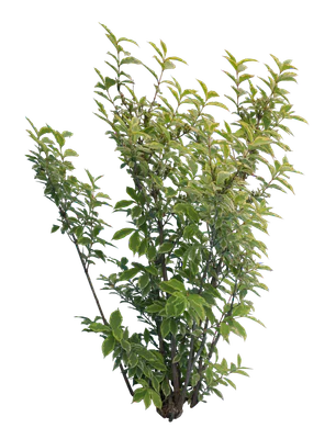 bushes m 013 — Скачать