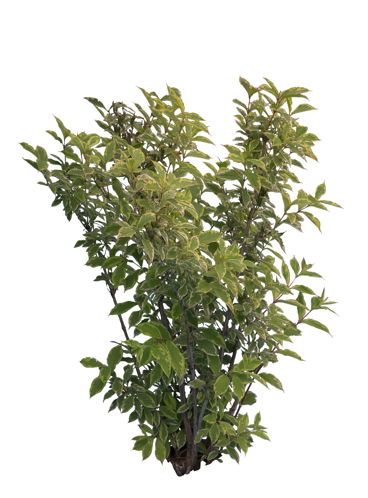bushes m 014 — Скачать