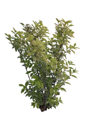 bushes m 014 — Скачать