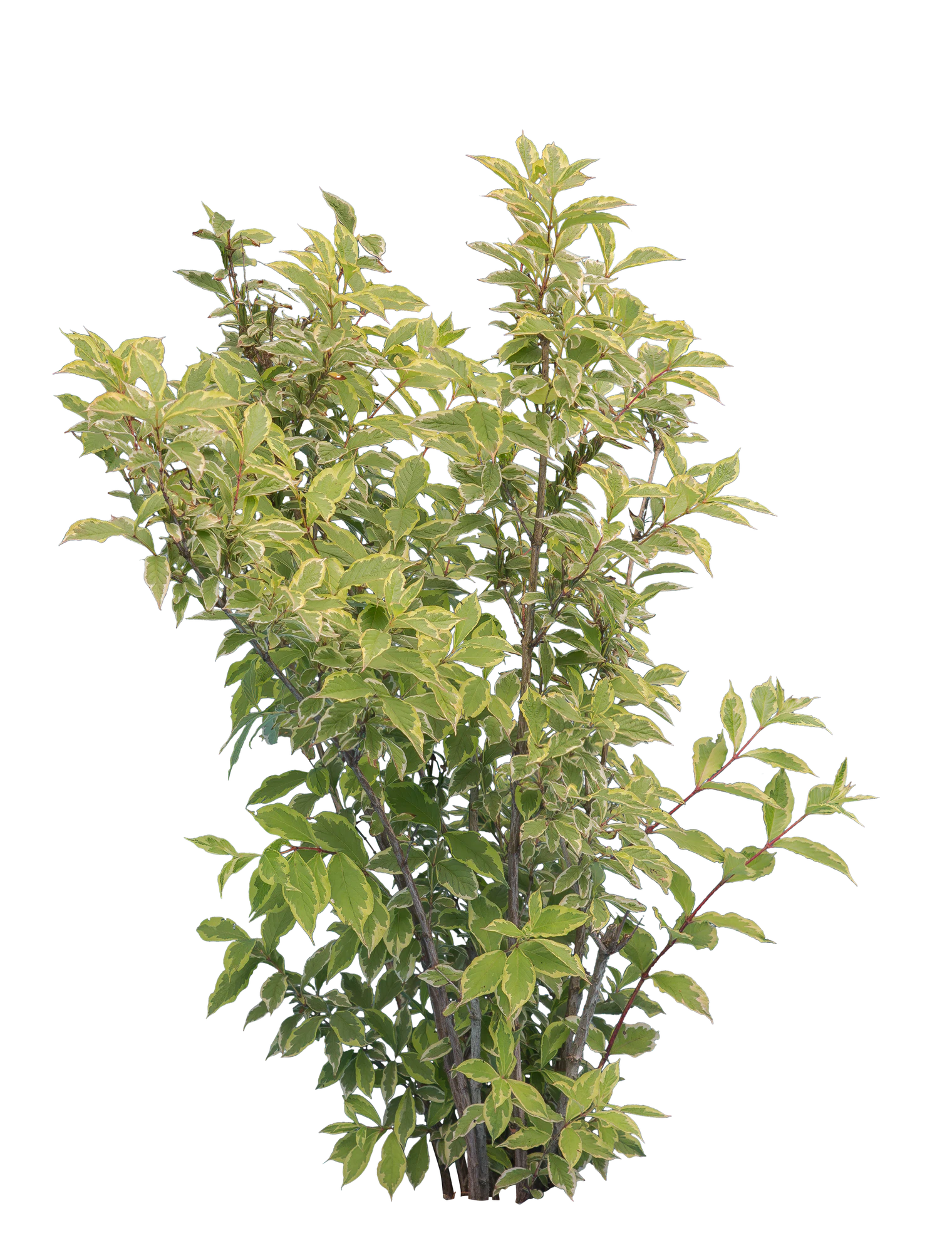 bushes m 015 — Descargar