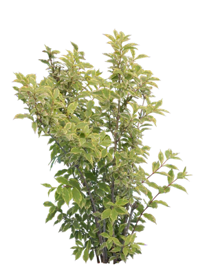 bushes m 015 — Descargar