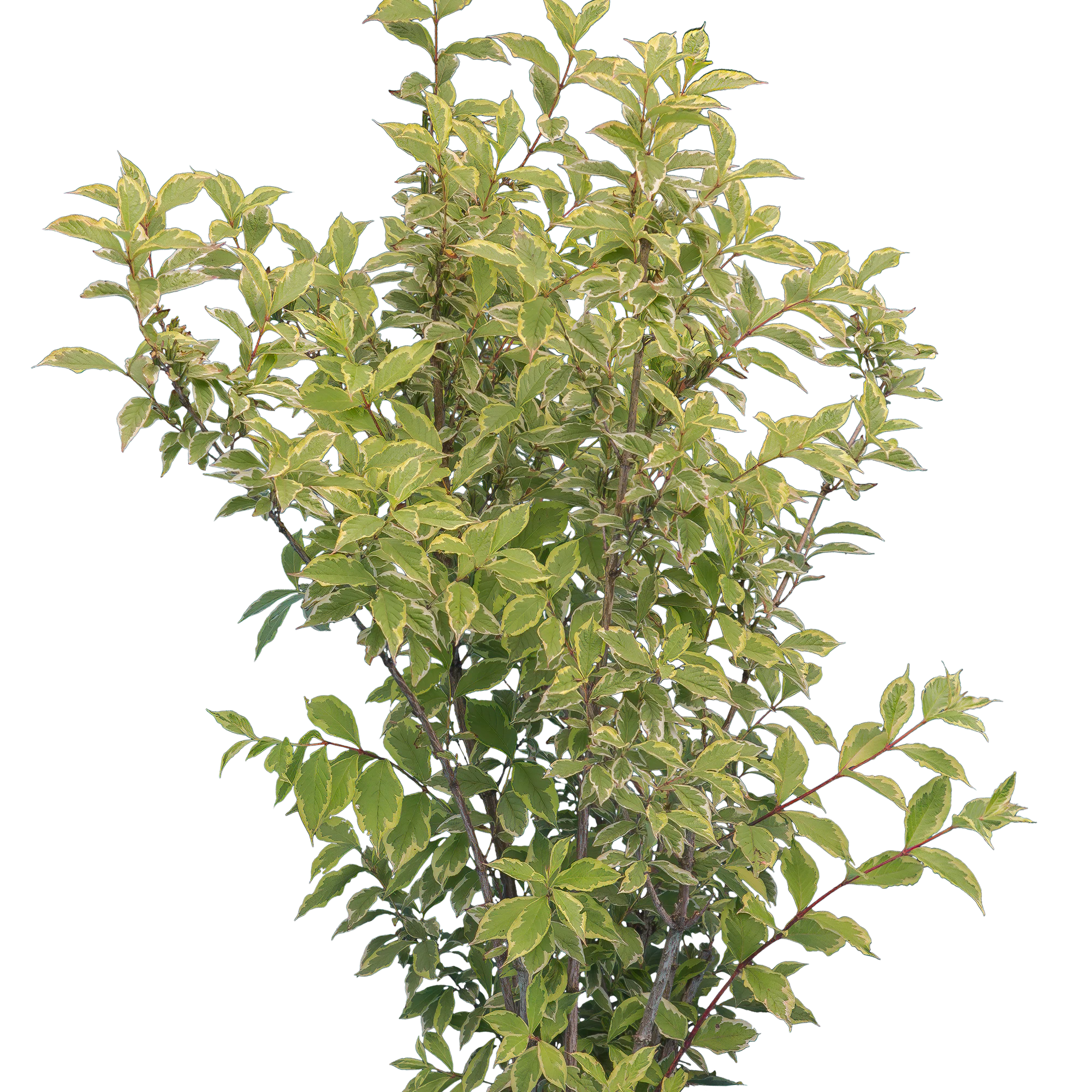 bushes m 016 — Скачать