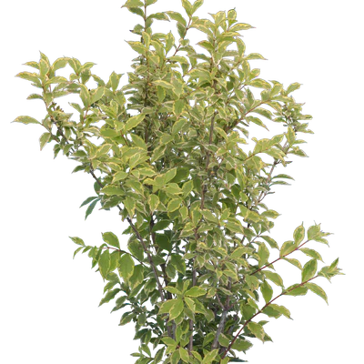 bushes m 016 — Скачать