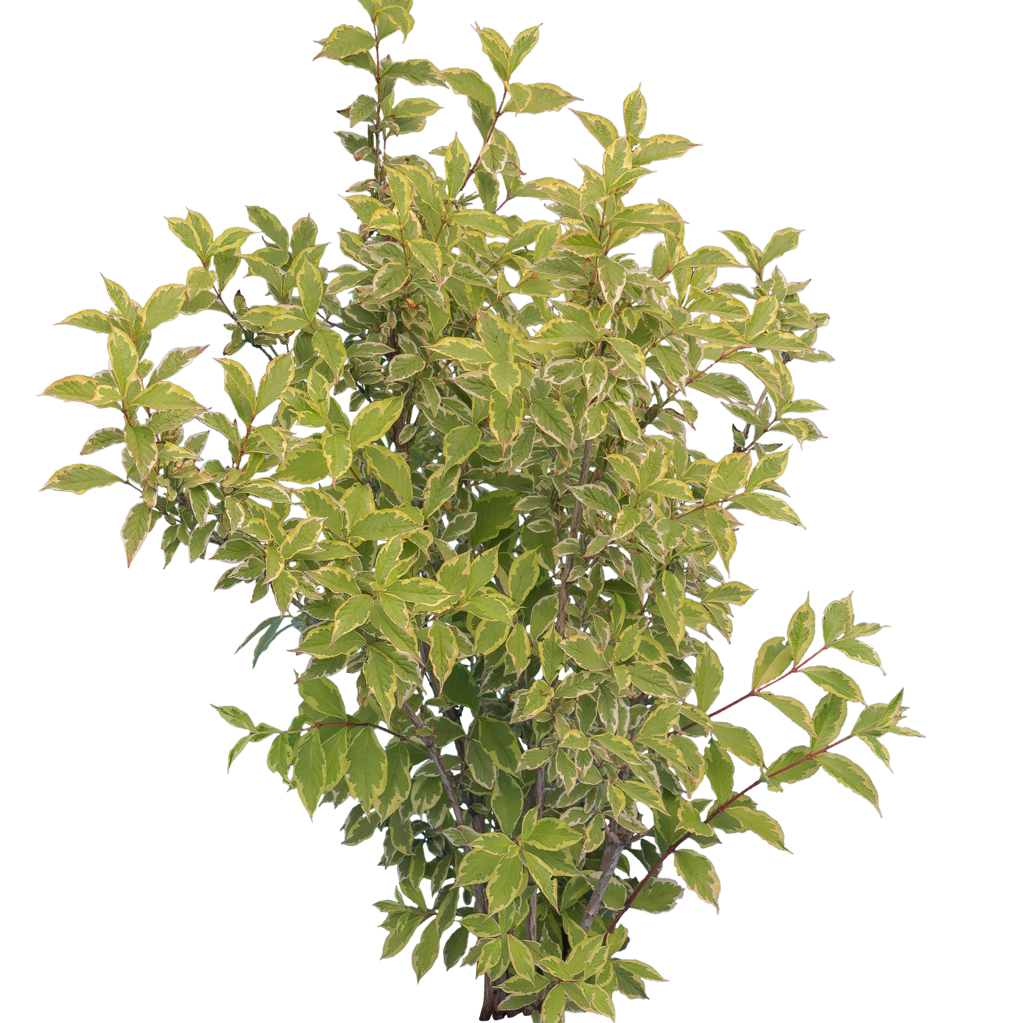 bushes m 017 — Descargar