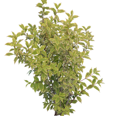 bushes m 017 — Descargar
