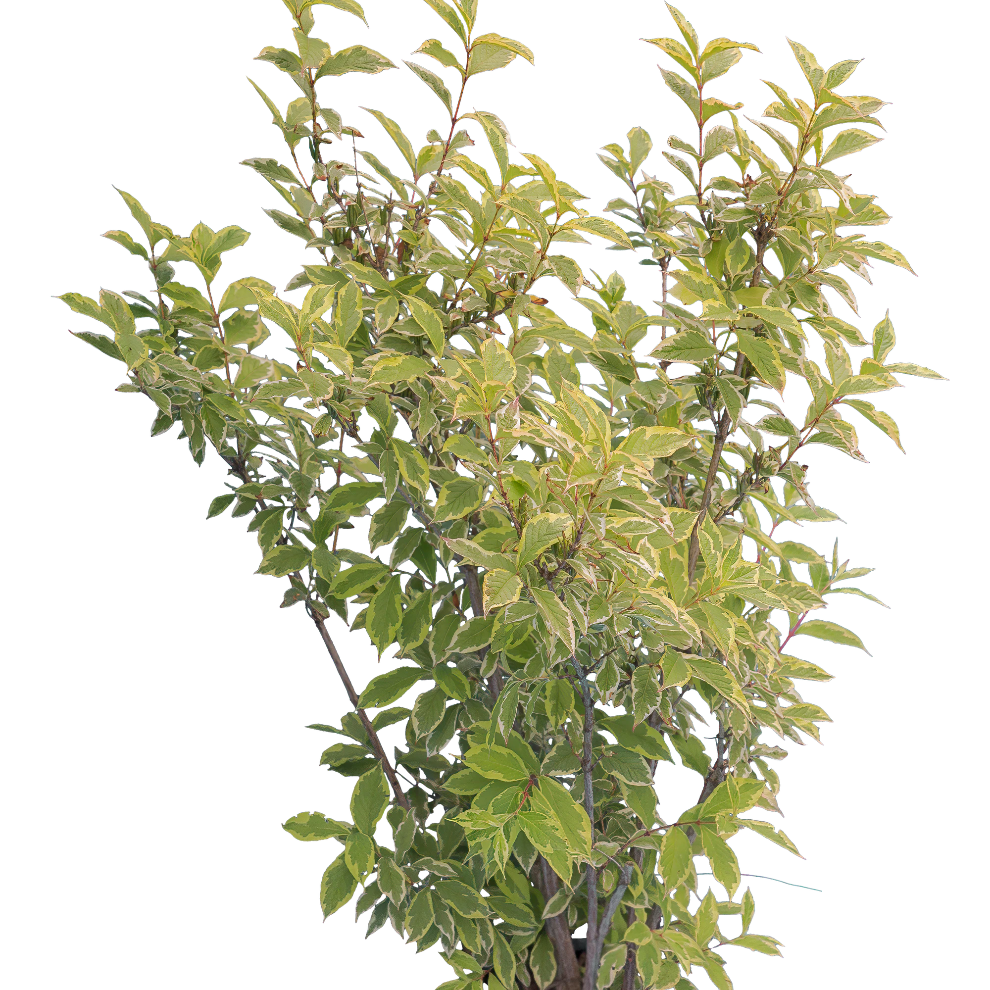 bushes m 018 — Скачать